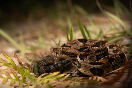 Serpent à sonnettes (Crotalus horridus) gros plan corps entier