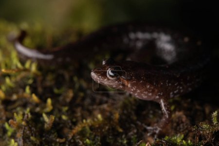 Apalachicola dusky salamander (Desmognathus apalachicolae) close up on moss