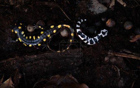 Spotted salamander (Ambystoma maculatum) and marbled salamander (Ambystoma opacum) curled up together under a log