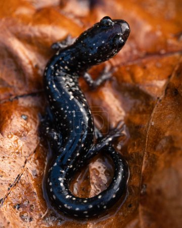 Mississippi slimy salamander (Plethodon mississippi) full body on leaves