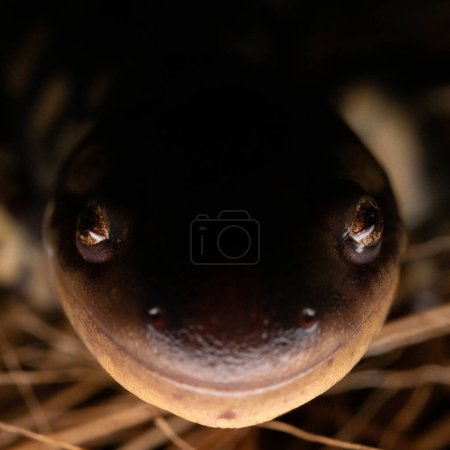 Eastern tiger salamander (Ambystoma tigrinum) close up face