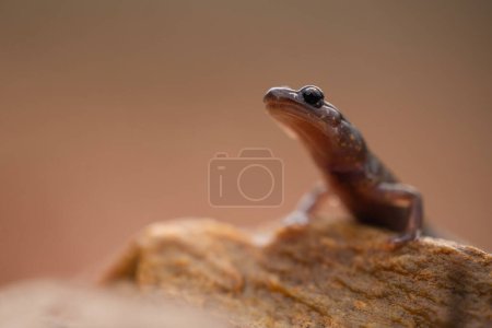 Blacksburg salamander (Plethodon jacksoni) face on rock