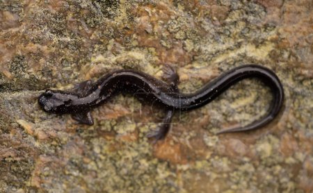 Blacksburg salamander (Plethodon jacksoni) full body on granite