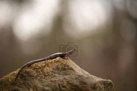 Salamandre de Blacksburg (Plethodon jacksoni) corps entier sur roche