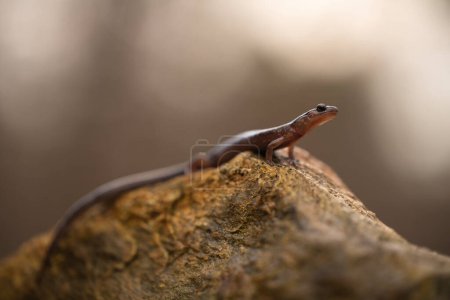 Blacksburg salamander (Plethodon jacksoni) full body on rock