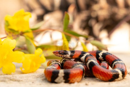 Serpiente rey escarlata (Lampropeltis elapsoides) de cerca con flores amarillas y cono de pino