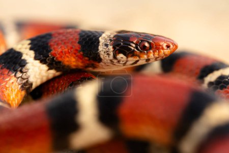 Foto de Serpiente rey escarlata (Lampropeltis elapsoides) de cerca con bandas y escamas - Imagen libre de derechos