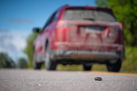 Téléchargez les photos : Tortue musquée traversant la route avec voiture SUV rouge en arrière-plan - en image libre de droit