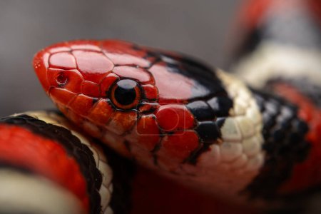 Foto de Serpiente rey escarlata (Lampropeltis elapsoides) primer plano de la cara y el ojo - Imagen libre de derechos