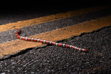 Foto de Serpiente rey escarlata (Lampropeltis elapsoides) cruzando líneas amarillas en carretera - Imagen libre de derechos