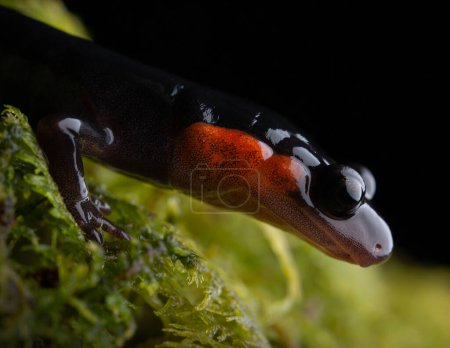 Red-cheecked Salamander (Plethodon jordani) close up cheek and face