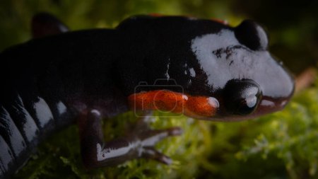 Red-cheecked Salamander (Plethodon jordani) up close head