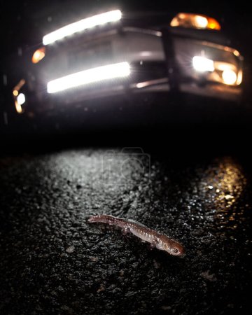 Photo for Mole salamander (Ambystoma talpoideum) crossing road in front of car with lightbars - Royalty Free Image