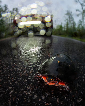 Téléchargez les photos : Tortue ponctuée (Clemmys guttata) traversant la route devant la voiture avec des phares - en image libre de droit