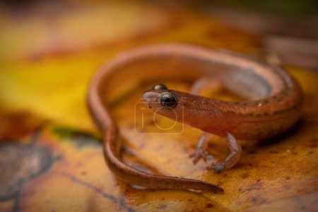 Western dwarf salamander (Eurycea paludicola) close up curled on leaf