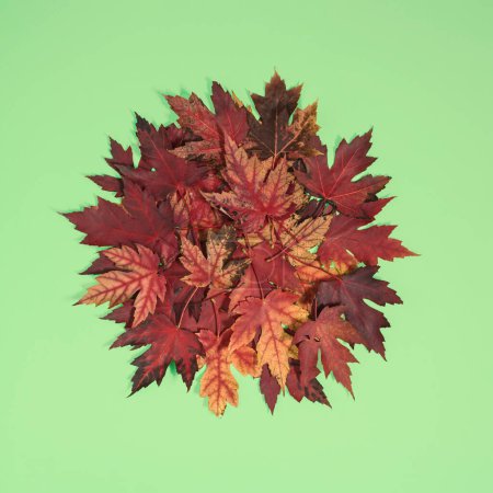 Foto de Manojo de hojas de arce sobre fondo verde claro. Conposición plana mínima, concepto de belleza otoñal - Imagen libre de derechos