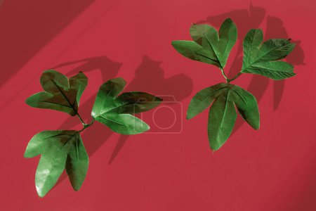 Foto de Hojas verdes con sombras elegantes sobre fondo rojo. Composición plana horizontal mínima, concepto colorido de la belleza del follaje - Imagen libre de derechos