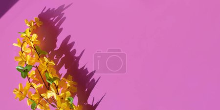 Foto de Rama de árbol de flor amarilla con sombra de fantasía sobre fondo púrpura. Banner, composición plana con espacio de copia, concepto de alegría de primavera mínima - Imagen libre de derechos