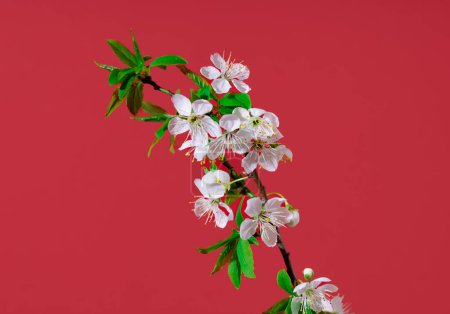 Foto de Rama de árbol de flor sobre fondo rojo. Composición horizontal mínima, concepto de belleza natural en primavera - Imagen libre de derechos