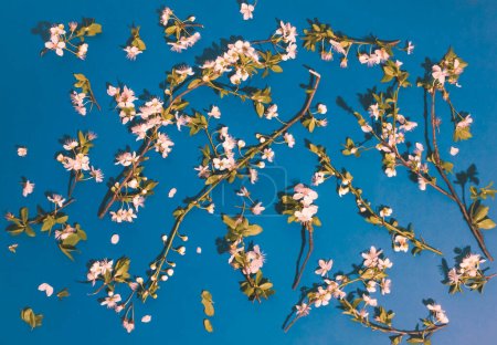 Foto de Ramas de árboles en flor sobre fondo azul. Composición plana mínima, patrón, concepto de belleza natural primaveral - Imagen libre de derechos