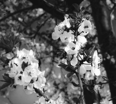 Foto de Ramas de árboles florecientes sobre fondo borroso. Composición horizontal mínima, concepto de belleza natural de primavera en blanco y negro - Imagen libre de derechos