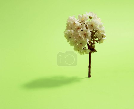 Foto de Rama de árbol de flor como un árbol de primavera sobre fondo verde pastel. Composición horizontal mínima, concepto de belleza natural en primavera - Imagen libre de derechos
