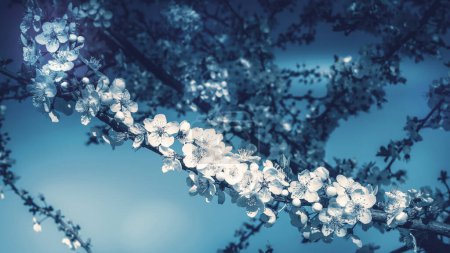 Foto de Ramas de árboles florecientes sobre fondo azul borroso. Composición horizontal mínima, concepto de belleza natural de primavera monocromática - Imagen libre de derechos