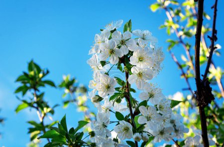 Foto de Rama de árbol floreciente sobre fondo azul borroso del cielo. Composición horizontal mínima, concepto de belleza natural en primavera - Imagen libre de derechos