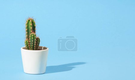 Foto de Cactus en maceta blanca sobre fondo cian, concepto minimalista de decoración para el hogar con espacio para copiar - Imagen libre de derechos