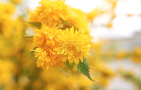 Téléchargez les photos : Fleurs fraîches et brillantes de keria japonica. Gros plan. - en image libre de droit