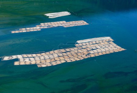 Photographie aérienne des estacades en rondins dans la baie Cowichan, île de Vancouver, Colombie-Britannique, Canada.