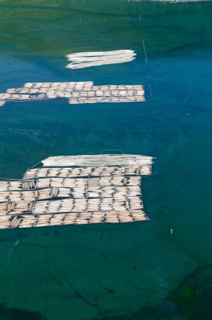 Aerial photograph of log booms in Cowichan Bay, Vancouver Island, British Columbia, Canada.