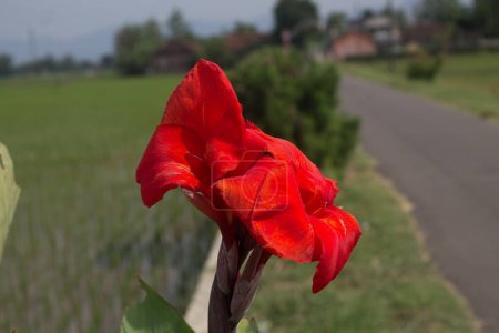 close up macro Fleur de canne rouge et orange vif fleurissant.
