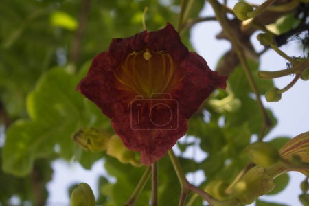 Foto de La flor roja sangre del árbol de salchichas (Kigelia africana). Los árboles son endémicos de África y se encuentran naturalmente en la mayor parte del África subsahariana.. - Imagen libre de derechos
