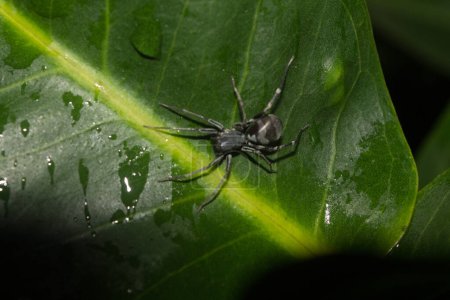 Close up of large adult white-tailed spider showing body pattern details on a green leaf