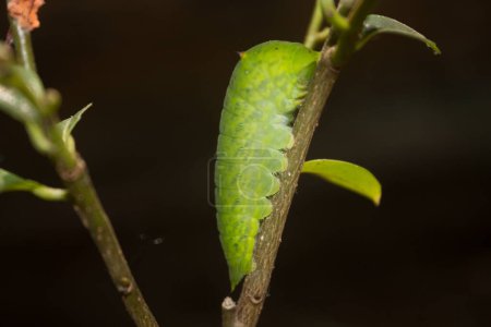 Catepillar of lime Butterfly  on the branceh of lime tree
