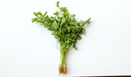 Téléchargez les photos : En gros plan et à plat, la coriandre (coriandre) laisse des légumes verts frais et s'isole sur fond blanc - en image libre de droit