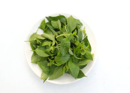 Téléchargez les photos : Basilic poilu ou basilic citronné (Ocimum citriodorum) laisse vert frais cru dans une assiette blanche sur un fond blanc. - en image libre de droit