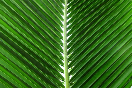Téléchargez les photos : Belle texture de feuille tropicale de noix de coco vert foncé .use nous espace pour le texte ou la conception de toile de fond d'image. - en image libre de droit