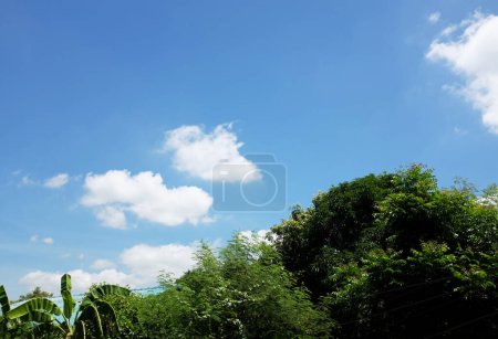 Téléchargez les photos : Arbres verts frais dans un beau parc avec des nuages blancs ciel bleu le soir - en image libre de droit