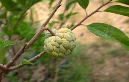 Photo for Fresh sweet Sugar Apple ,Custard Apple,sweetsop,Annona,(Annona squamosa)  in the garden tropical fruitand nature nature background.It is a small tree branching. Round, rough skin - Royalty Free Image