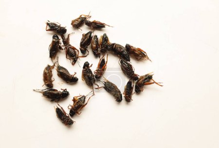 Téléchargez les photos : Insecte frit, grillon frit maison. insectes frits avec isolat de sel sur fond blanc. nourriture de rue insectes collations en thaïlande - en image libre de droit
