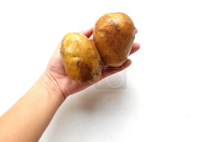 Téléchargez les photos : Jeunes pommes de terre fraîchement creusées, Jeunes pommes de terre dans les mains homme isolé sur fond blanc - en image libre de droit