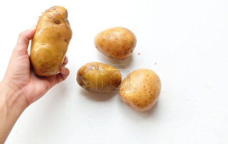 Téléchargez les photos : Jeunes pommes de terre fraîchement creusées, Jeunes pommes de terre dans les mains femme asiatique isolé sur fond blanc - en image libre de droit