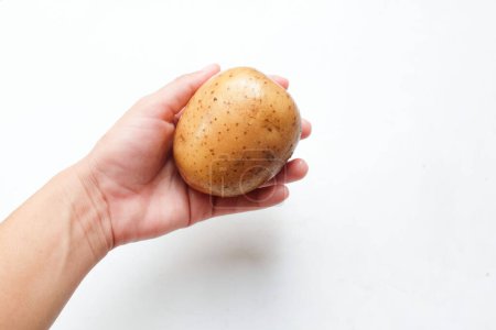 Téléchargez les photos : Jeunes pommes de terre fraîchement creusées, Jeunes pommes de terre dans les mains femme asiatique isolé sur fond blanc - en image libre de droit