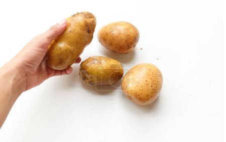 Téléchargez les photos : Jeunes pommes de terre fraîchement creusées, Jeunes pommes de terre dans les mains homme isolé sur fond blanc - en image libre de droit