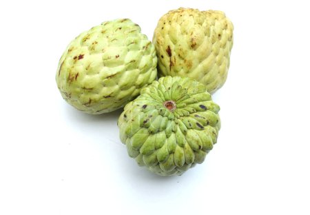 Photo for Fresh green raw Custard Apple,Sugar apple, Annona cherimola (Annona squamosa L.) fruit isolated on white backdrop. tropical exotic fruit and Healthy fruits ,diet and vegetarian nutrition of Thailand - Royalty Free Image