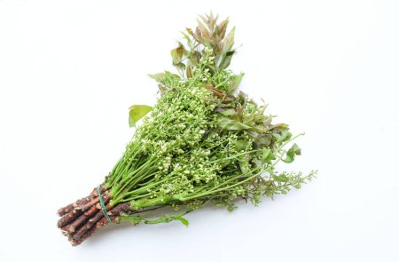 Photo for Fresh raw a Medicinal neem flower and leaves or,Siamese,neem, neem tree, Nim , Margosa, Quinine,(Azadirachta indica) isolate on a white backdrop.Healthy vegetables, food ingredients and herbal - Royalty Free Image