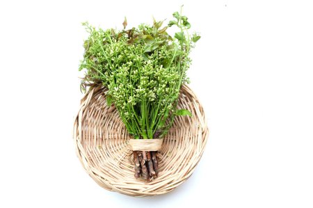 Photo for Fresh raw a Medicinal neem flower and leaves or,Siamese,neem, neem tree, Nim , Margosa, Quinine,(Azadirachta indica) isolate on a in a wicker basket.Healthy vegetables, food ingredients and herbal - Royalty Free Image