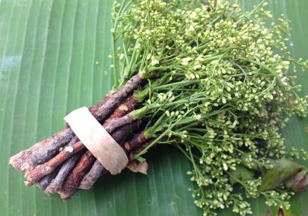 fresh  a Medicinal neem flower and leaves or,Siamese,neem, neem tree, Nim , Margosa, Quinine,(Azadirachta indica) isolate on a on a green banana leaf.Healthy vegetables, food ingredients and herbal